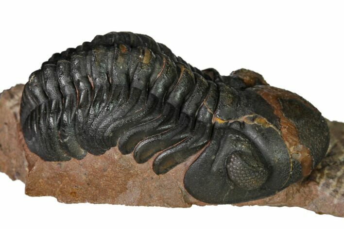 Reedops Trilobite With Nice Eyes - Lghaft , Morocco #164623